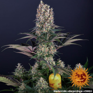 Blueberry OG - Barney's Farm