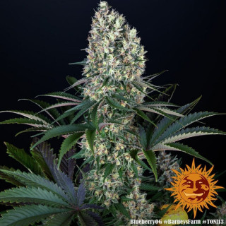 Blueberry OG - Barney's Farm