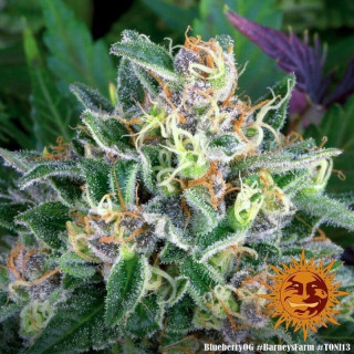 Blueberry OG - Barney's Farm