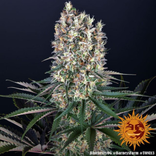 Blueberry OG - Barney's Farm