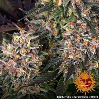 Blueberry OG - Barney's Farm