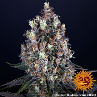 Blueberry OG  - Barney's Farm