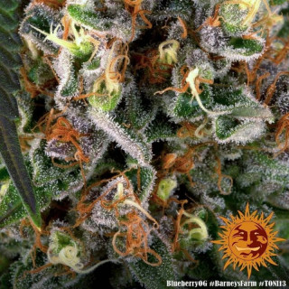 Blueberry OG - Barney's Farm