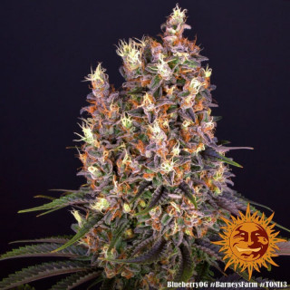 Blueberry OG - Barney's Farm