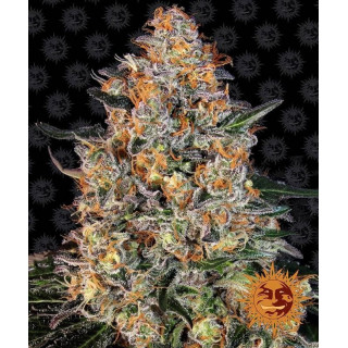 Bubba Kush - Barney's Farm