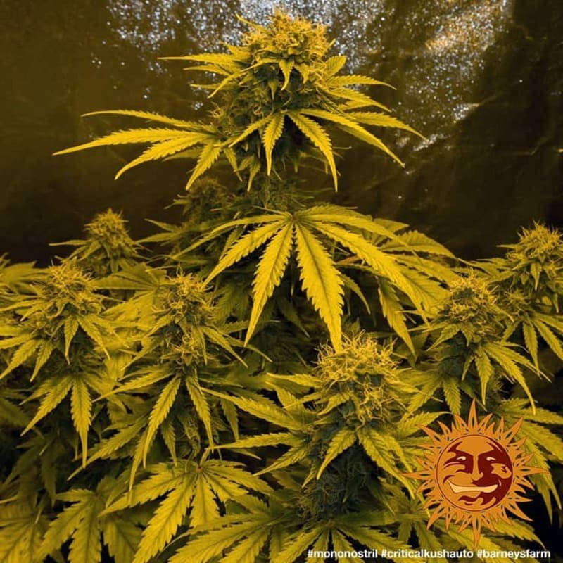 Critical Kush Auto - Barney's Farm