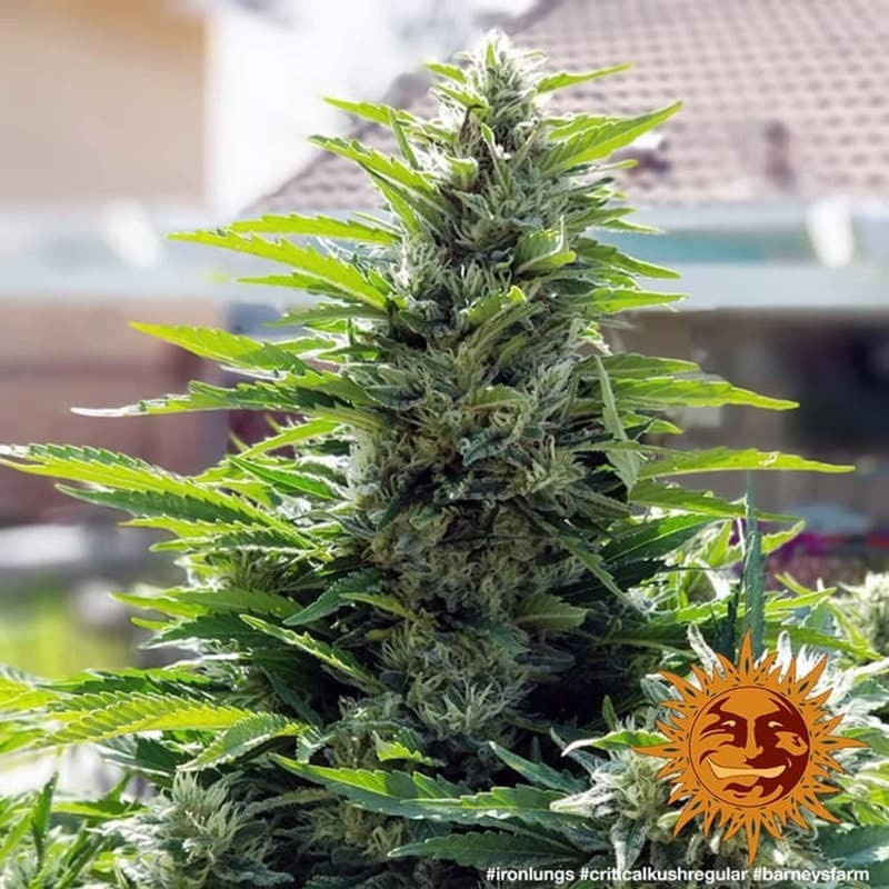Critical Kush Regular Barney #39 s Farm Critical Kush Regular Barney #39 s Farm