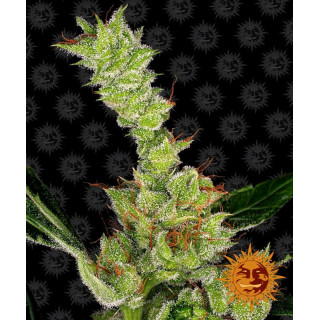 Dr Grinspoon - Féminisée - Barney's Farm | ROOTS-SEEDS.FR