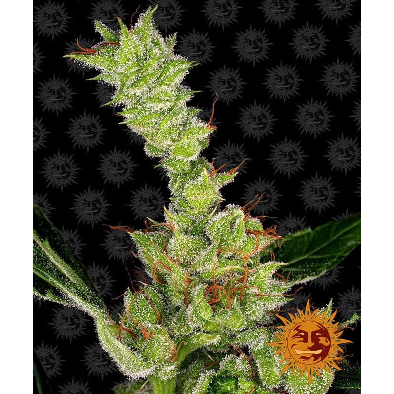 Dr Grinspoon - Féminisée - Barney's Farm | ROOTS-SEEDS.FR