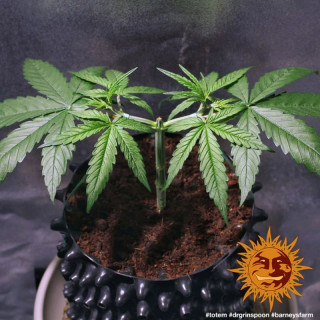 Dr Grinspoon - Barney's Farm - ROOTS.FR