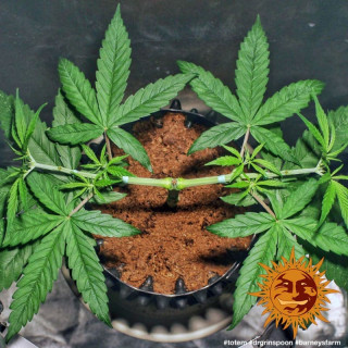 Dr Grinspoon - Féminisée - Barney's Farm | ROOTS-SEEDS.FR