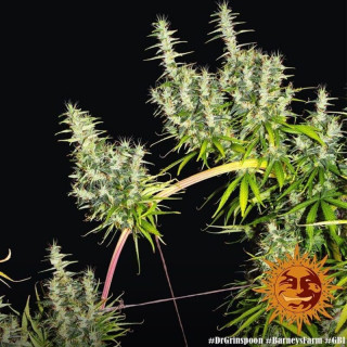 Dr Grinspoon - Barney's Farm - ROOTS.FR