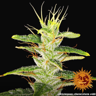 Dr Grinspoon - Barney's Farm - ROOTS.FR