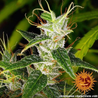 Dr Grinspoon - Barney's Farm - ROOTS.FR