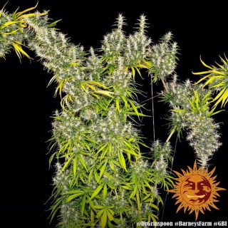 Dr Grinspoon - Barney's Farm - ROOTS.FR
