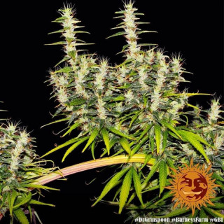 Dr Grinspoon - Barney's Farm - ROOTS.FR