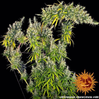 Dr Grinspoon - Barney's Farm - ROOTS.FR
