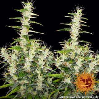 Dr Grinspoon - Barney's Farm - ROOTS.FR