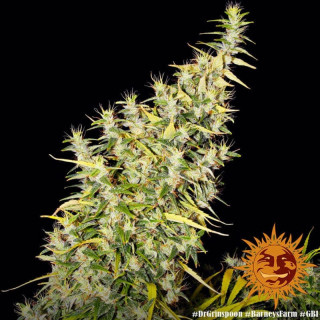 Dr Grinspoon - Barney's Farm - ROOTS.FR