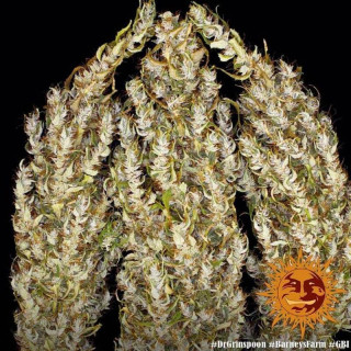 Dr Grinspoon - Barney's Farm - ROOTS.FR