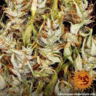 Dr Grinspoon - Barney's Farm - ROOTS.FR