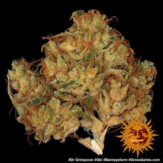 Dr Grinspoon - Barney's Farm - ROOTS.FR