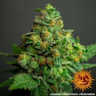 Glookies - Barney's Farm