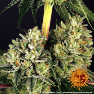 Gorilla Zkittlez - Barney's Farm