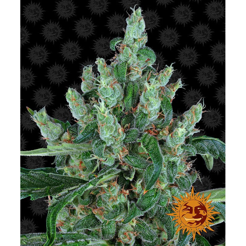 Laughing Buddha - Féminisée - Barney's Farm | ROOTS-SEEDS.FR