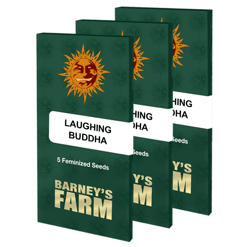 Laughing Buddha - Barney's Farm - ROOTS.FR Laughing Buddha - Barney's Farm - ROOTS.FR