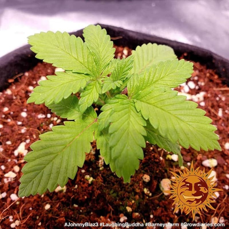 Laughing Buddha - Barney's Farm - ROOTS.FR Laughing Buddha - Barney's Farm - ROOTS.FR