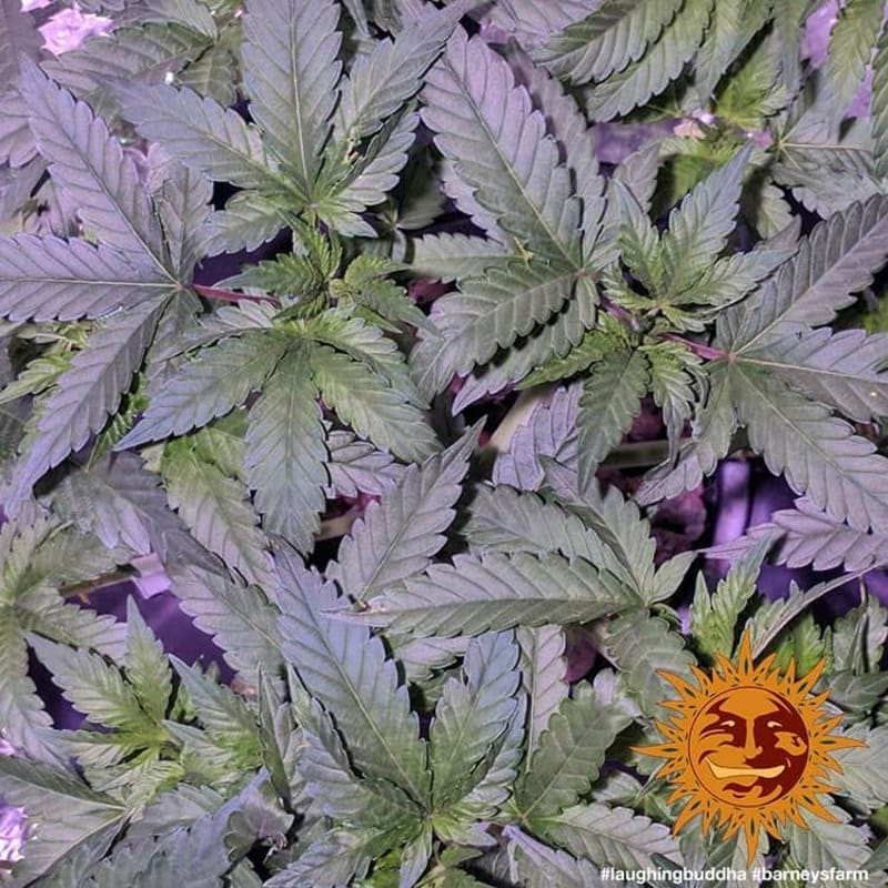 Laughing Buddha - Barney's Farm - ROOTS.FR Laughing Buddha - Barney's Farm - ROOTS.FR
