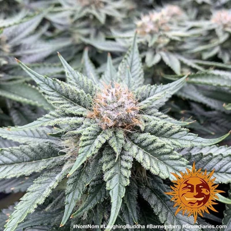Laughing Buddha - Barney's Farm - ROOTS.FR Laughing Buddha - Barney's Farm - ROOTS.FR