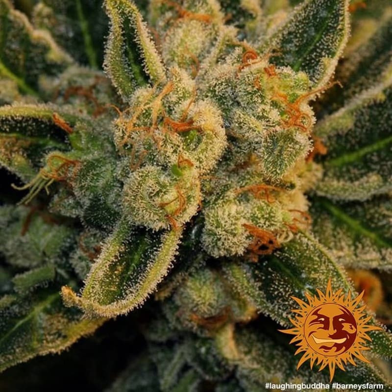 Laughing Buddha - Barney's Farm - ROOTS.FR Laughing Buddha - Barney's Farm - ROOTS.FR
