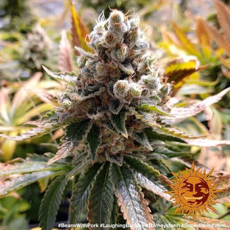 Laughing Buddha - Barney's Farm - ROOTS.FR Laughing Buddha - Barney's Farm - ROOTS.FR