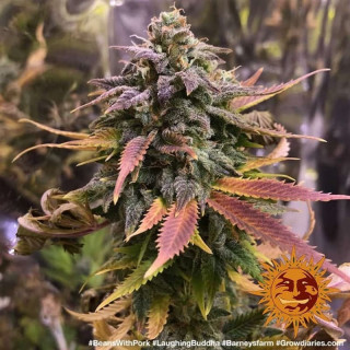 Laughing Buddha - Féminisée - Barney's Farm | ROOTS-SEEDS.FR