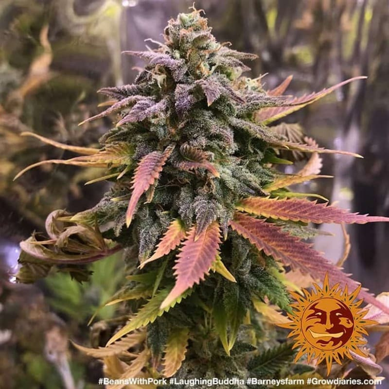 Laughing Buddha - Barney's Farm - ROOTS.FR Laughing Buddha - Barney's Farm - ROOTS.FR