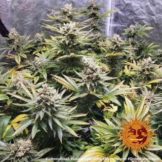 Laughing Buddha - Féminisée - Barney's Farm | ROOTS-SEEDS.FR