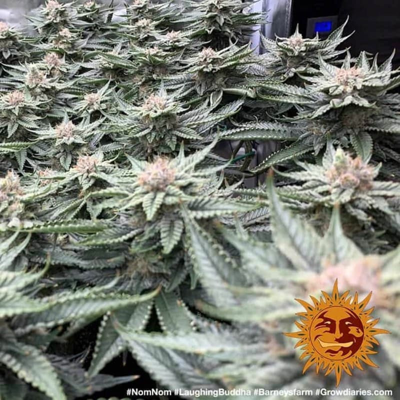 Laughing Buddha - Barney's Farm - ROOTS.FR Laughing Buddha - Barney's Farm - ROOTS.FR