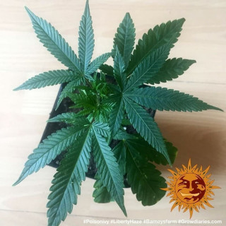 Liberty Haze - Barney's Farm