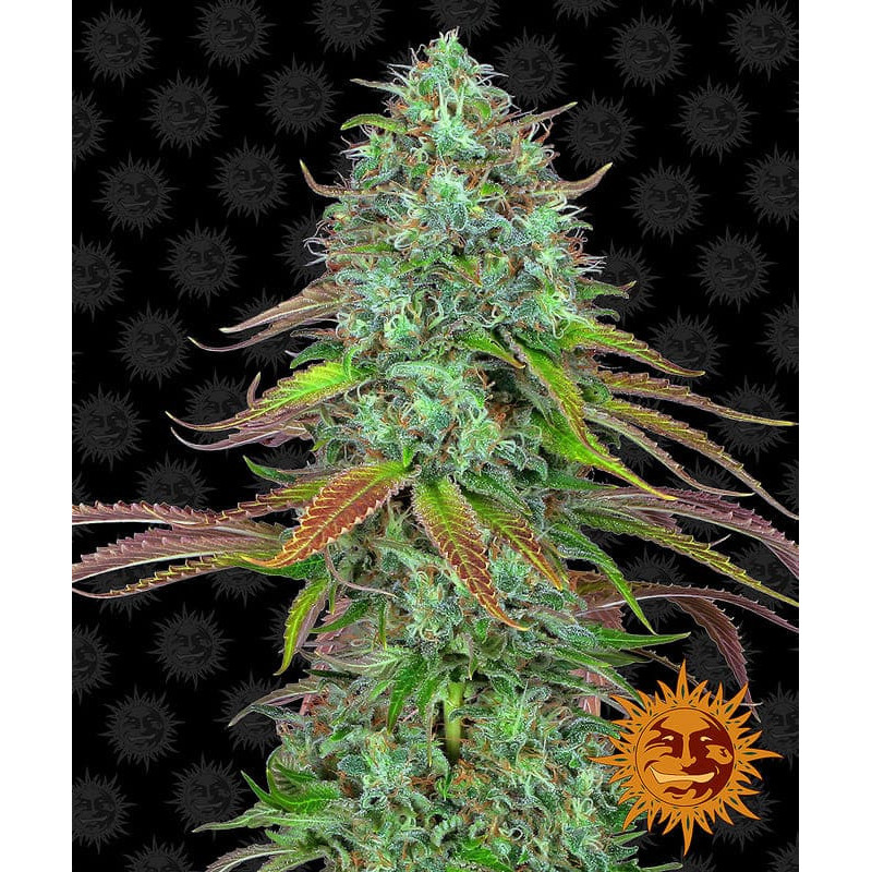 LSD Auto - Barney's Farm LSD Auto - Barney's Farm
