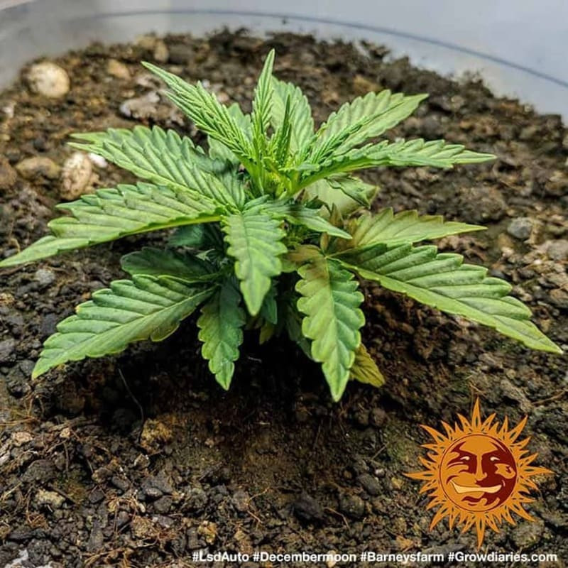 LSD Auto - Barney's Farm LSD Auto - Barney's Farm