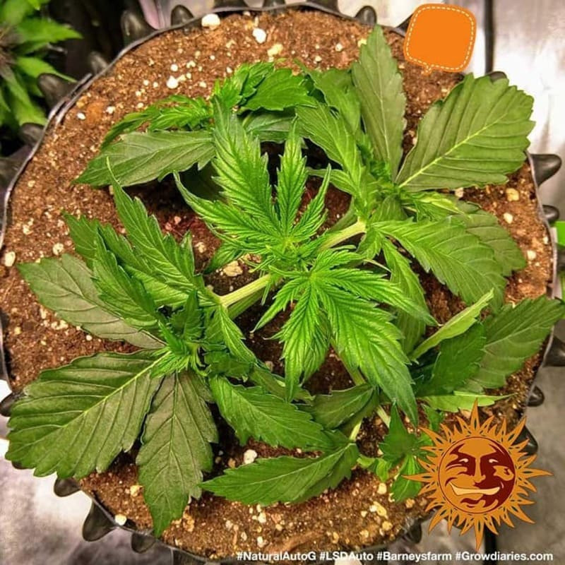 LSD Auto - Barney's Farm LSD Auto - Barney's Farm