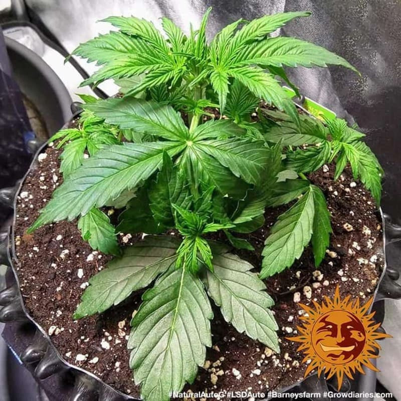 LSD Auto - Barney's Farm LSD Auto - Barney's Farm
