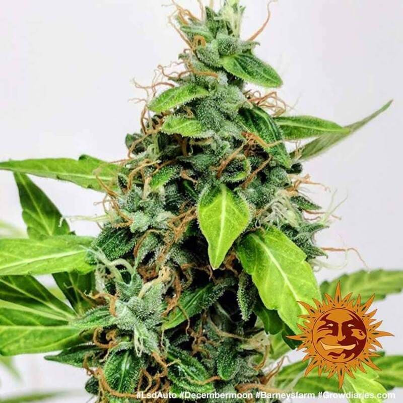 LSD Auto - Barney's Farm LSD Auto - Barney's Farm