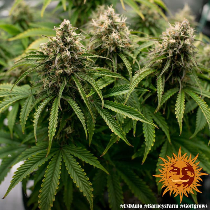 LSD Auto - Barney's Farm LSD Auto - Barney's Farm