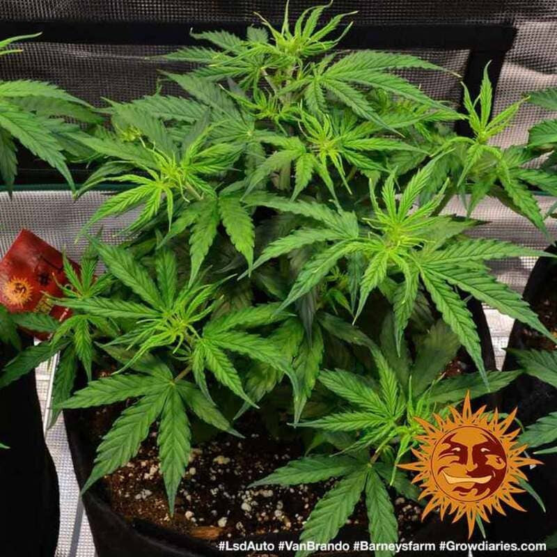 LSD Auto - Barney's Farm LSD Auto - Barney's Farm