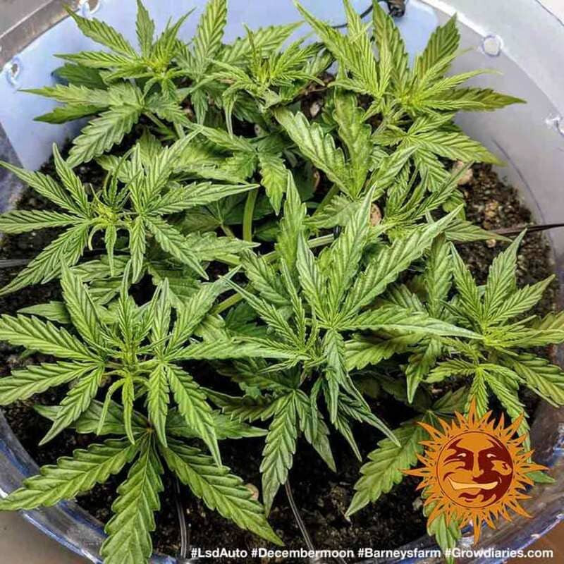 LSD Auto - Barney's Farm LSD Auto - Barney's Farm