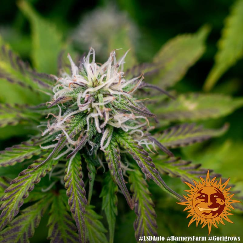 LSD Auto - Barney's Farm LSD Auto - Barney's Farm