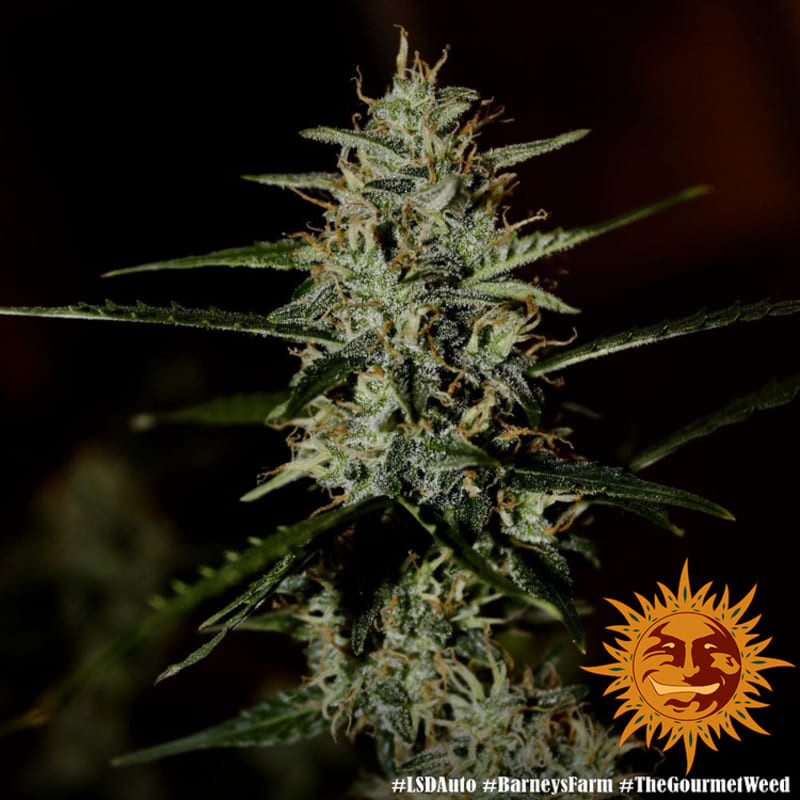 LSD Auto - Barney's Farm LSD Auto - Barney's Farm